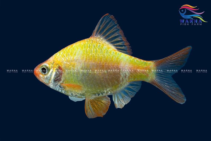 Beauty Barb