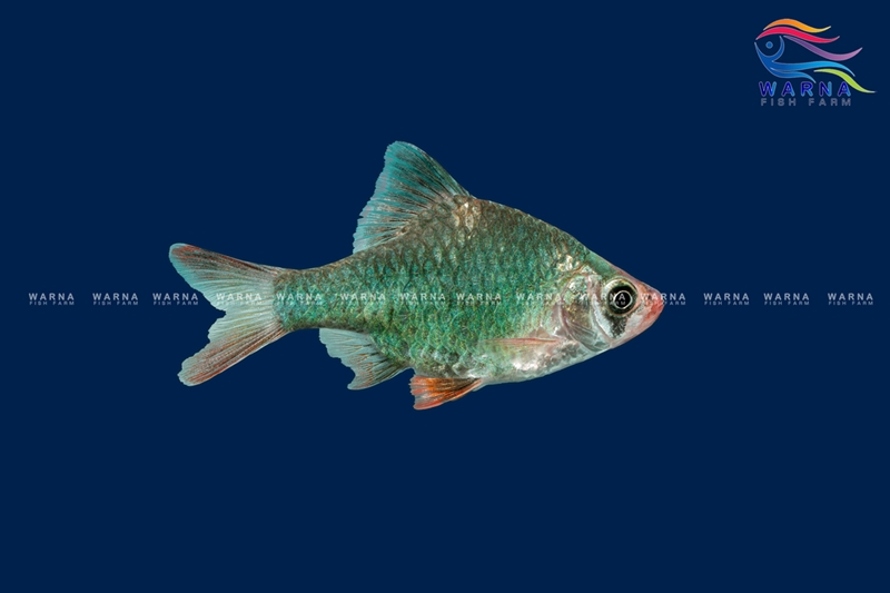 Green Tiger Barb