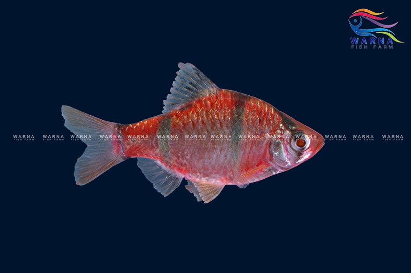 Red Tiger Barb