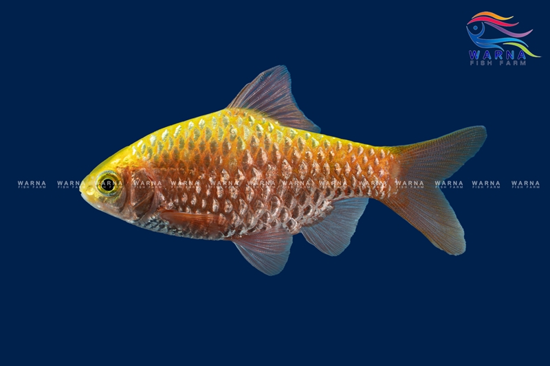 Rosy Barb