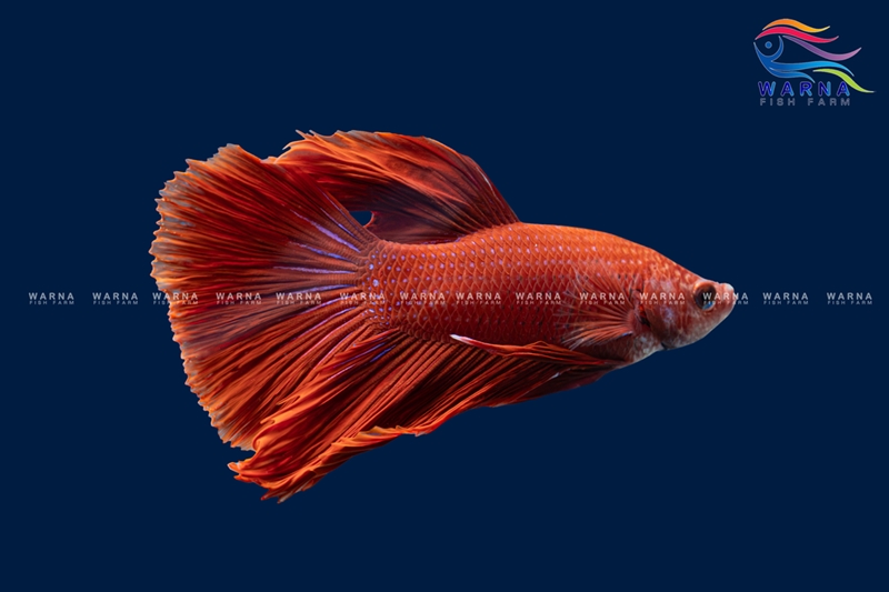 Beta Red