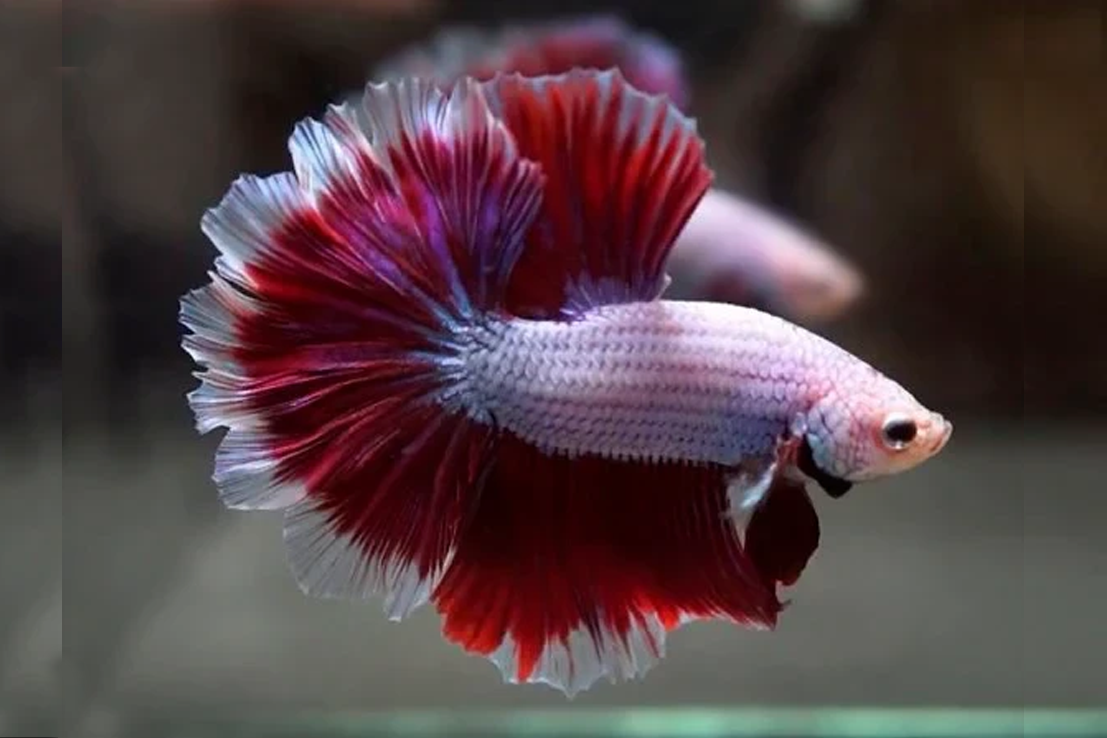 Beta Rose Tail