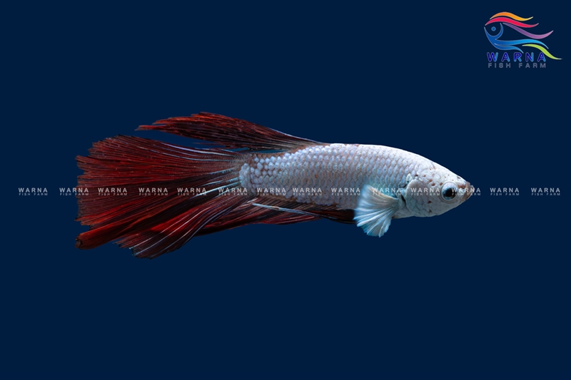 Betta Whale Tail