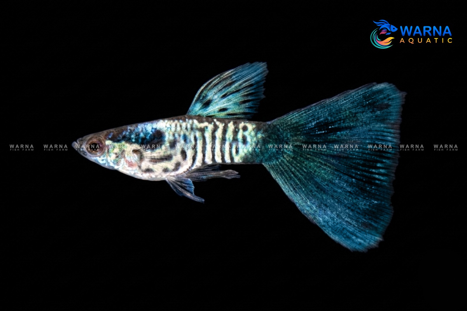 Galaxy Guppy