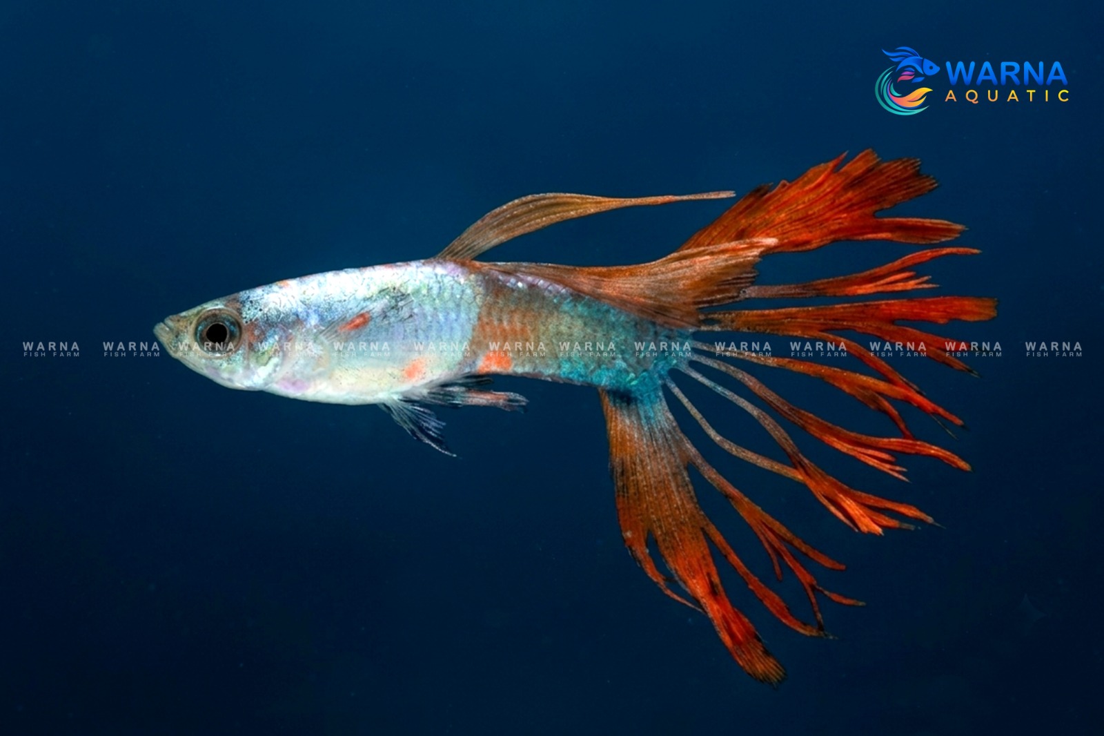 Silverrado Crown Tail