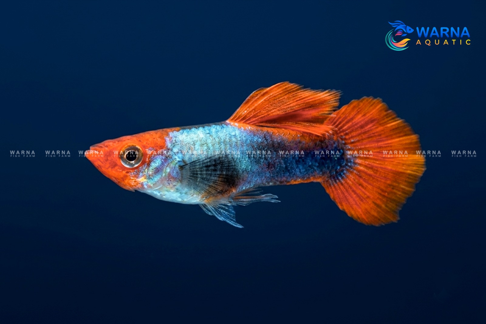 Elephant Ear Red Tail Silver koi