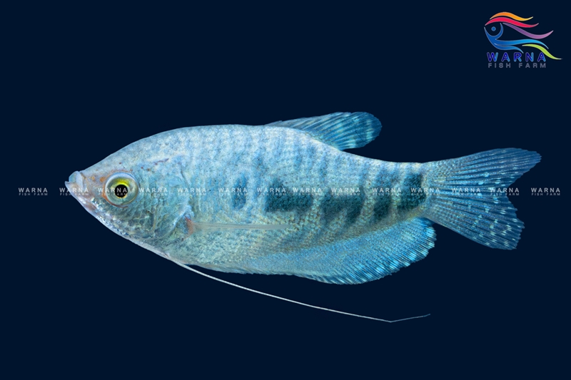 Blue Gourami