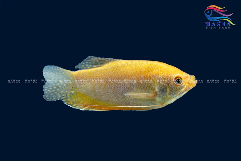 Golden Gourami