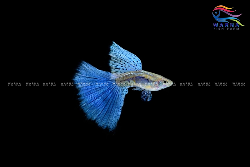 Blue Grass Tail