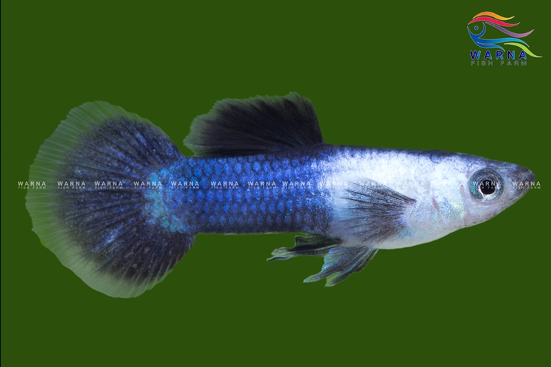 Blue Panda