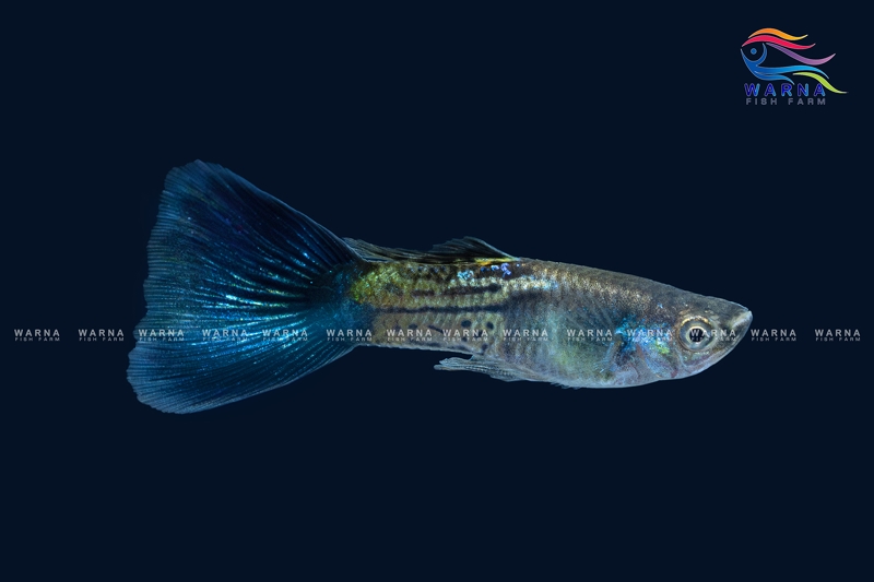Blue Saphire