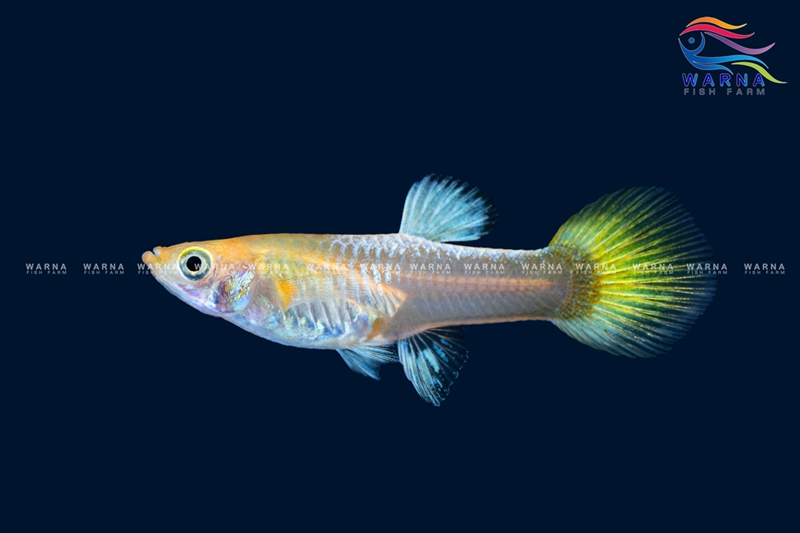 Female – Full Gold
