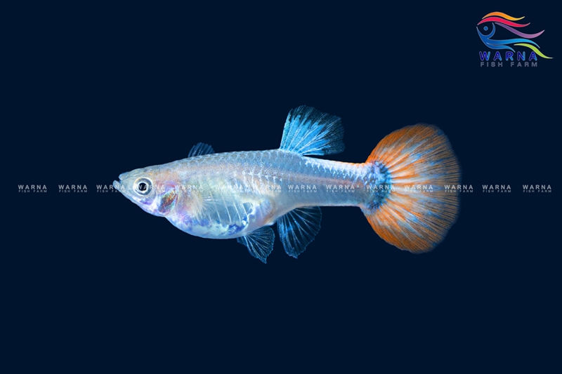 Female – Platinum Red Tail