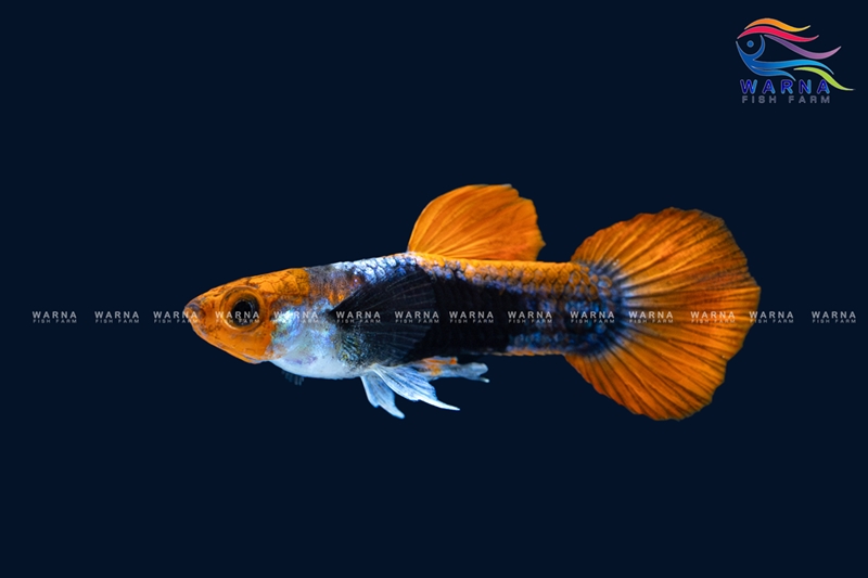 Koi Tuxedo
