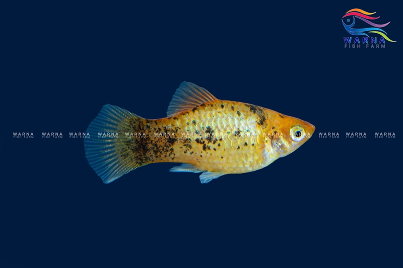 Calico Platy