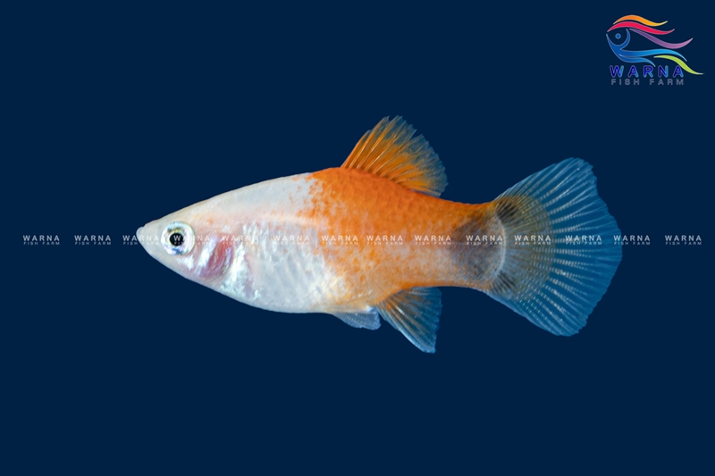 Mickey Mouse Platy