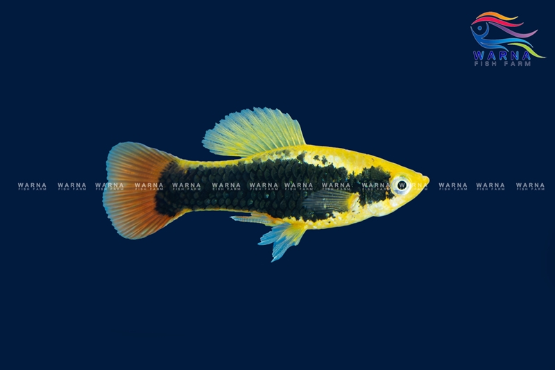 Platy Yellow Tuxedo