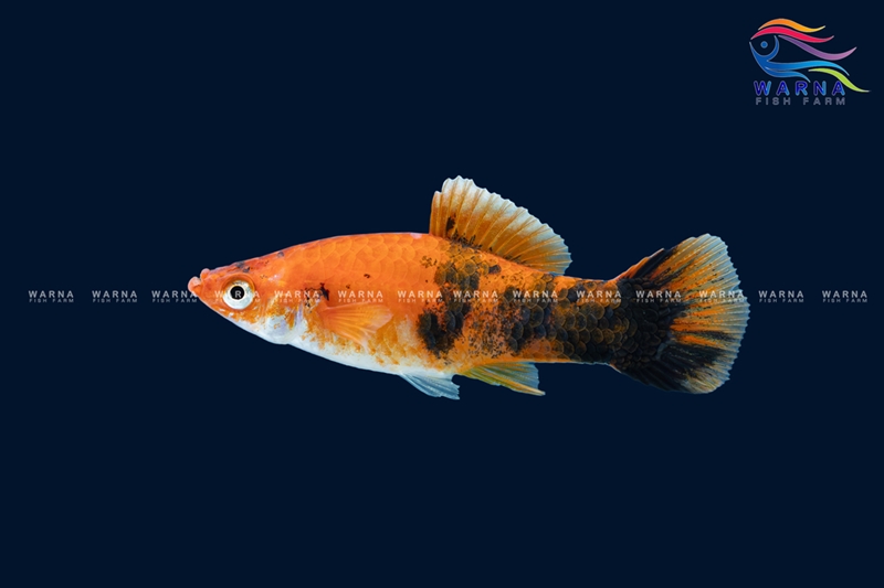Swordtail Berlin