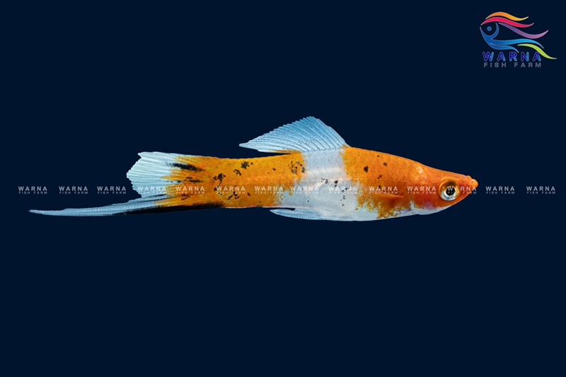 Swordtail Kohaku