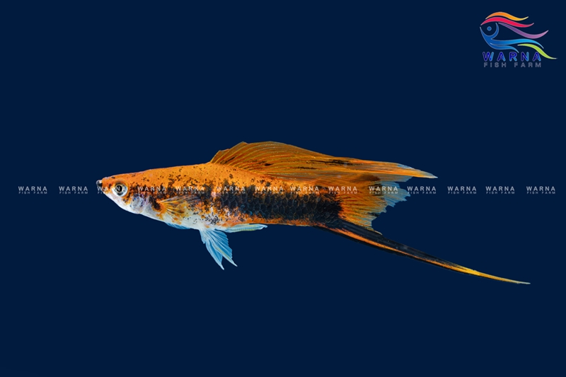 Swordtail Red Tuxedo