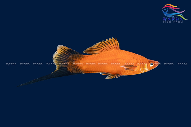 Swordtail Red Wag