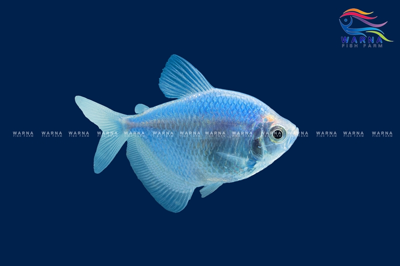 Glow Tetra Blue