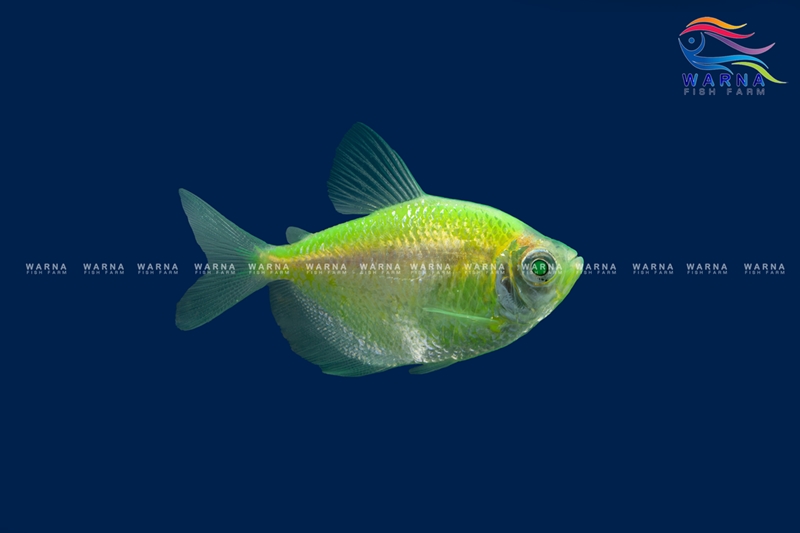 Glow Tetra Luminous