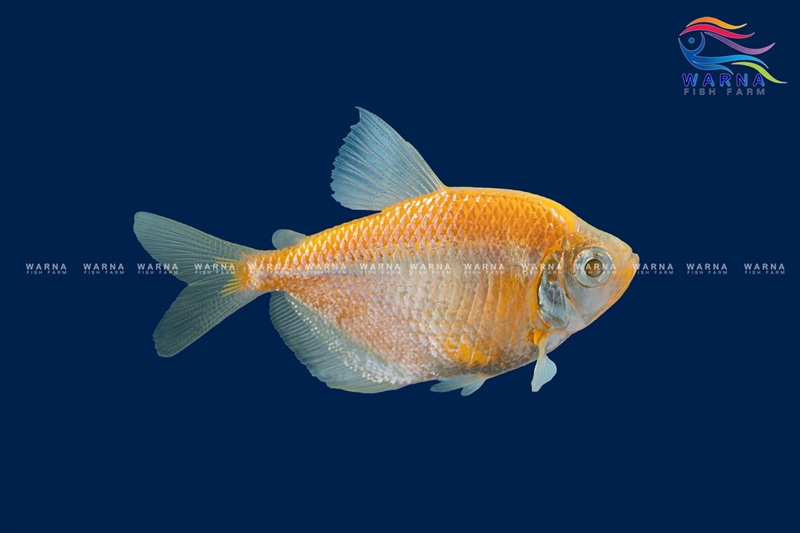 Glow Tetra Orange