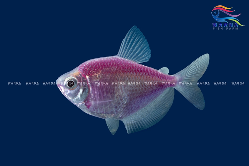 Glow Tetra Purple