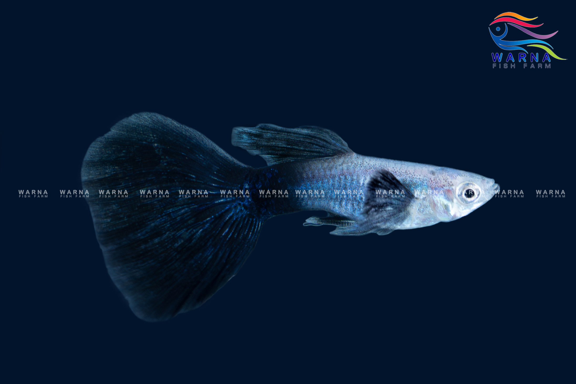 Elephant Ear Blue Dragon