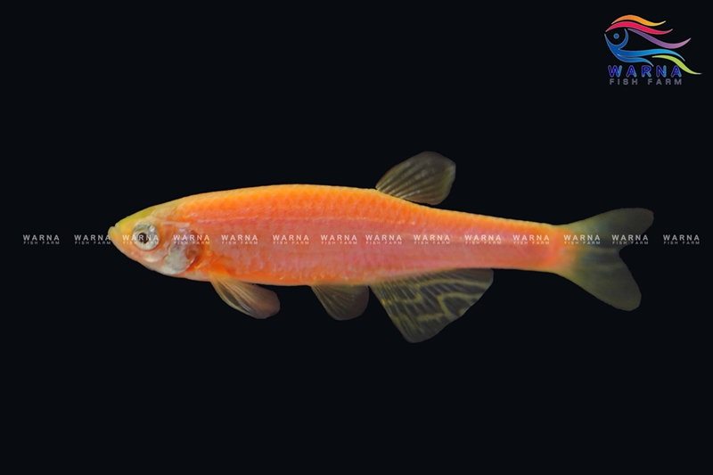 Danio Zebra Orange