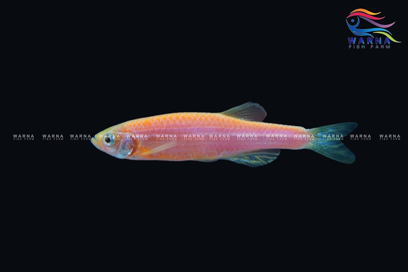 Danio Zebra Pink