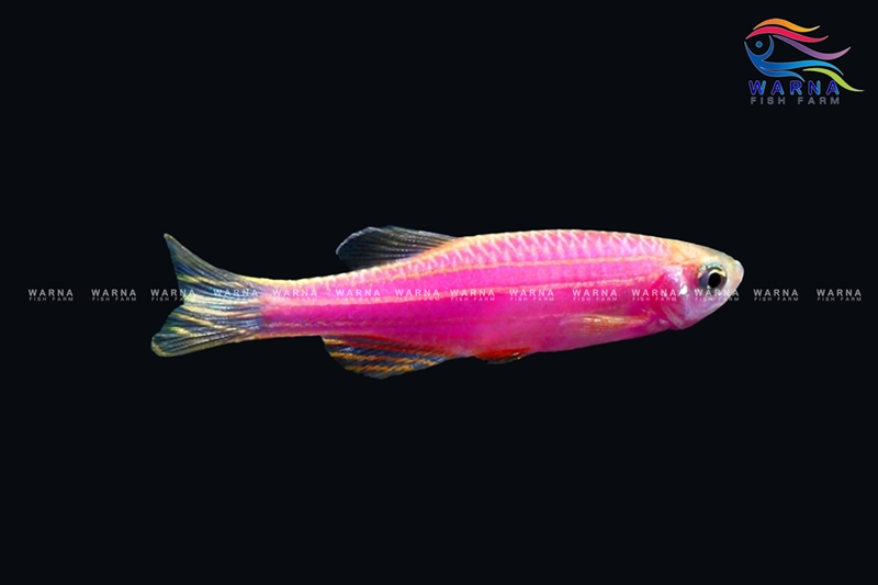Danio Zebra Purple