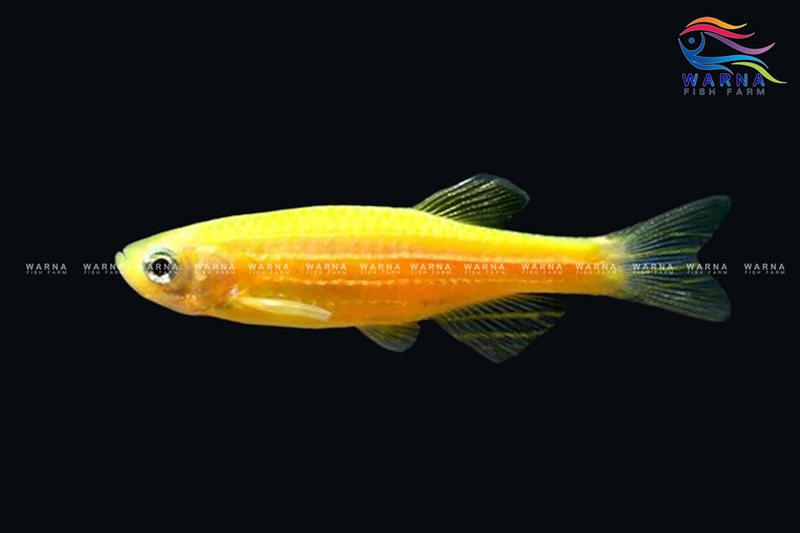 Danio Zebra Yellow